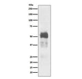 Western blot testing of mouse brain lysate with MAPT antibody. Expected molecular weight: 50-80 kDa.