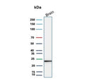 Western blot testing of human brain tissue lysate with UchL1 antibody. Predicted molecular weight ~25 kDa.