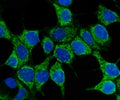 Immunofluorescent staining of FFPE human MCF7 cells with HSP70 antibody (green) and DAPI nuclear stain (blue). HIER: steam section in pH6 citrate buffer for 20 min.