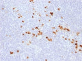 IHC testing of FFPE human tonsil with recombinant IgG antibody (clone IG507R). HIER: steam sections in 10mM citrate buffer, pH 6.0, for 10-20 min.