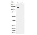 Western blot testing of lysate from 1) human HeLa cells and 2) human HeLa cells treated with alkaline phosphatase, using phospho-MCM2 antibody.