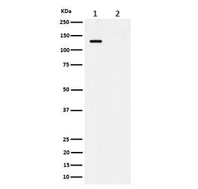 Western blot testing of lysate from 1) human HeLa cells and 2) human HeLa cells treated with alkaline phosphatase, using phospho-MCM2 antibody.