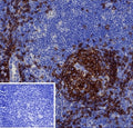 IHC staining of FFPE human tonsil tissue with recombinant CD19 antibody (clone CD19/4260R). Inset: PBS used in place of primary Ab (secondary Ab negative control). HIER: boil tissue sections in pH 9 10mM Tris with 1mM EDTA for 20 min and allow to cool before testing.
