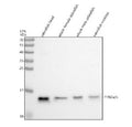 Western blot analysis of Pfn2a/b protein using Zebrafish Pfn2 antibody and 1) zebrafish head, 2) whole female zebrafish, 3) whole male zebrafish and 4) zebrafish embryo tissue lysate. Predicted molecular weight ~15 kDa.