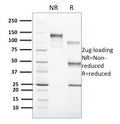 SDS-PAGE analysis of purified, BSA-free CD1c antibody (clone CD1C/1603) as confirmation of integrity and purity.