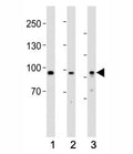 Western blot testing of PROX1 antibody at 1:1000 dilution. Lane 1: human heart lysate; 2: mouse brain lysate; 3: HepG2 lysate; Predicted molecular weight is 83 kDa, observed at 80-110 kDa.