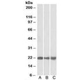 Western blot of mouse NIH3T3 (A), and human HEK293 (B) and HepG2 (C) lysate with PEBP1 antibody at 0.01ug/ml. Predicted molecular weight: ~21 kDa.