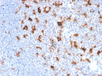 IHC staining of FFPE human tonsil tissue with SPARC antibody (clone OSTN/3761). HIER: boil tissue sections in pH 9 10mM Tris with 1mM EDTA for 20 min and allow to cool before testing.