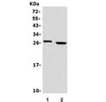 Western blot testing of human 1) Jurkat and 2) Raji cell lysate with GZMA antibody. Predicted molecular weight ~29 kDa.