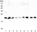 Western blot testing of human 1) placenta, 2) U-2 OS, 3) A431, 4) PC-3, 5) HL-60, 6) K562, 7) Caco-2, 8) rat lung and 9) mouse lung lysate with SRI antibody at 0.5ug/ml. Predicted molecular weight ~22 kDa, routinely observed at 22-29 kDa.