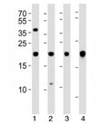 Western blot analysis of lysate from 1) U-87 MG, 2) SK-N-MC cell line, 3) human heart and 4) mouse heart tissue using HES5 antibody at 1:1000. Predicted molecular weight ~18 kDa.
