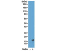 Western blot of acid extracts from HeLa cells untreated (-) or treated (+) with sodium butyrate using recombinant H3K27ac antibody at 1 ug/ml showed a band of Histone H3 acetylated at Lysine 27 in treated HeLa cells.