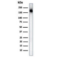 Western blot testing of human spleen lysate with CD45RA antibody. Expected molecular weight: 147-220 kDa depending on glycosylation level.