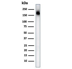 Western blot testing of human spleen lysate with CD45RA antibody. Expected molecular weight: 147-220 kDa depending on glycosylation level.