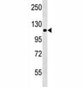 NALP12 antibody western blot analysis in mouse brain tissue lysate. Predicted molecular weight: ~119kDa, routinely observed at 100~119kDa.