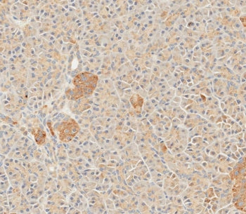 IHC testing of FFPE human pancreas tissue with SFRP5 antibody. HIER: steam section in pH9 EDTA for 20 min and allow to cool prior to staining.