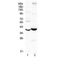 Western blot testing of 1) mouse kidney and 2) human MCF7 cell lysate with Follistatin antibody at 0.5ug/ml. Predicted molecular weight ~38 kDa.