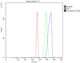 Flow Cytometry analysis of 293T cells using anti-SLC9A8 antibody. Overlay histogram showing 293T cells stained with (Blue line). The cells were fixed with 4% paraformaldehyde and blocked with 10% normal goat serum. And then incubated with rabbit anti-SLC9A8 antibody (1 ug/million cells) for 30 min at 20oC. DyLight 488 conjugated goat anti-rabbit IgG (5-10 ug/million cells) was used as secondary antibody for 30 min at 20oC.