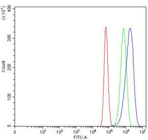 Flow cytometry testing of human U-87 MG cells with Ribonucleotide Reductase M1 antibody at 1ug/million cells (blocked with goat sera); Red=cells alone, Green=isotype control, Blue= Ribonucleotide Reductase M1 antibody.