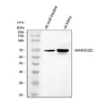 Western blot analysis of MARVELD2 using anti-MARVELD2 antibody. Lane 1: human RT4 whole cell lysates, Lane 2: human Caco-2 whole cell lysates, Lane 3: human whole cell lysates, Lane 4: human MCF-7 whole cell lysates. After electrophoresis, proteins were transferred to a nitrocellulose membrane at 150 mA for 50-90 min. Blocked the membrane with 5% non-fat milk/TBS for 1.5 hour at RT.