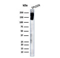 Western blot testing of human spleen lysate with recombinant CD45R antibody (clone rPTPRC/1460). Expected molecular weight: 147-220 kDa depending on glycosylation level.