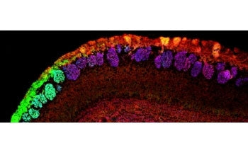 IHC: 48h-staining of PFA-perfused cryosection of mouse olfactory bulb with NCAM2 antibody at 0.5ug/ml. HIER: pH6 citrate buffer at 95oC for 10min. Staining: NCAM2 (red), VGLUT2 (blue) and NQO1 (green).