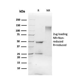 SDS-PAGE analysis of purified, BSA-free FLI1 antibody as confirmation of integrity and purity.