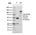 SDS-PAGE analysis of purified, BSA-free recombinant TLR2 antibody (clone TLR2/3894R) as confirmation of integrity and purity.