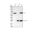 Immunoprecipitating STK17A in U251 whole cell lysate. Western blot analysis of STK17A using anti-STK17A antibody. Lane 1: U251 whole cell lysates (30ug), Lane 2: Rabbit control IgG instead of anti-STK17A antibody in U251 whole cell lysate, Lane 3: anti-STK17A antibody (2ug) + U251 whole cell lysate (500ug). After electrophoresis, proteins were transferred to a membrane.