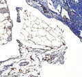 Immunohistochemical staining of SERPINA12 using anti-SERPINA12 antibody. SERPINA12 was detected in a paraffin-embedded section of human liver tissue. Heat mediated antigen retrieval was performed in EDTA buffer (pH 8.0, epitope retrieval solution). The tissue section was blocked with 10% goat serum. The tissue section was then incubated with 2 ug/ml rabbit anti-SERPINA12 antibody overnight at 4oC. Peroxidase Conjugated Goat Anti-rabbit IgG was used as secondary antibody and incubated for 30 min at 37oC.