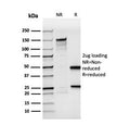 SDS-PAGE analysis of purified, BSA-free recombinant BrdU antibody (clone rBRD494) as confirmation of integrity and purity.