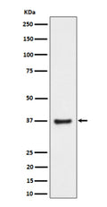 Western blot analysis of RNF115 expression in human PC-3 cell lysate. Predicted molecular weight ~34 kDa.