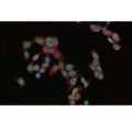 Immunofluorescent staining of FFPE human HeLa cells with Phospho-MDM2 antibody (green), phalloidin (red) and DAPI nuclear stain (blue). HIER: steam section in pH6 citrate buffer for 20 min.