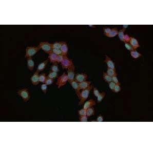 Immunofluorescent staining of FFPE human HeLa cells with Phospho-MDM2 antibody (green), phalloidin (red) and DAPI nuclear stain (blue). HIER: steam section in pH6 citrate buffer for 20 min.