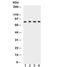 Western blot testing of 1) rat testis, 2) rat thymus, 3) human HeLa and 4) mouse NIH3T3 lysate with Ku80 antibody. Expected molecular weight: 80~86 kDa.