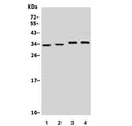 Western blot testing of 1) rat brain, 2) mouse brain, 3) U-87 MG and 4) mouse Neuro-2a lysate with Neurotrophin 3 antibody. Predicted molecular weight ~29 kDa.