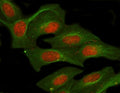 Immunofluorescent staining of FFPE human U-2 OS cells with NUFIP1 antibody (red) and Beta Tubulin mAb (green). HIER: steam section in pH6 citrate buffer for 20 min.