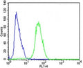 Flow cytometric analysis of SH-SY5Y cells using CDK5 antibody (green) compared to an isotype control (blue); Ab was diluted at 1:25 dilution. An Alexa Fluor 488 goat anti-rabbit lgG was used as the secondary Ab.
