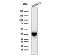 Western blot testing of human HDLM-2 cell lysate with STING antibody (clone STING1/7438). Predicted molecular weight ~42 kDa.