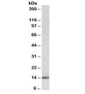 Western blot testing of human heart lysate with NDUFA7 antibody at 0.1ug/ml. Predicted molecular weight: ~13kDa.