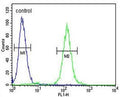 Flow cytometry testing of fixed and permeabilized human HEK293 cells with KMT5C antibody; Blue=isotype control, Green= KMT5C antibody.