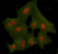 Immunofluorescent staining of FFPE human A549 cells with NUP43 antibody (red) and Beta Tubulin mAb (green). HIER: steam section in pH6 citrate buffer for 20 min.