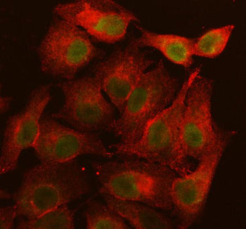 Immunofluorescent staining of LRIF1 using anti-LRIF1 antibody (green) and anti-Beta Tubulin antibody (red). LRIF1 was detected in an immunocytochemical section of cells. Enzyme antigen retrieval was performed using IHC enzyme antigen retrieval reagent for 15 mins. The cells were blocked with 10% goat serum. And then incubated with 5 ug/ml rabbit anti-LRIF1 antibody and mouse anti-Beta Tubulin antibody overnight at 4oC.