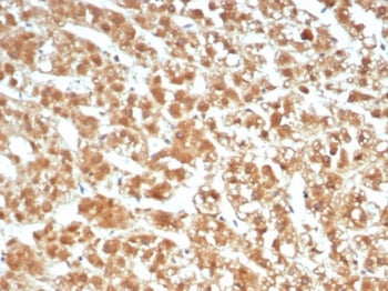 IHC staining of FFPE human adrenal gland tissue with Interleukin-1 beta antibody (clone IL1B/4651). HIER: boil tissue sections in pH 9 10mM Tris with 1mM EDTA for 20 min and allow to cool before testing.