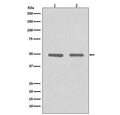 Western blot testing of 1) human HeLa and 2) mouse NIH3T3 cell lysate with HDAC3 antibody. Predicted molecular weight ~49 kDa.
