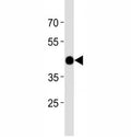 Atf4 antibody western blot analysis in zebrafish muscle tissue lysate.
