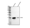 Western blot analysis of LYRM4 using anti-LYRM4 antibody. Lane 1: rat kidney tissue lysates, Lane 2: mouse kidney tissue lysates. After electrophoresis, proteins were transferred to a nitrocellulose membrane at 150 mA for 50-90 min. Blocked the membrane with 5% non-fat milk/TBS for 1.5 hour at RT.