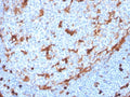 IHC staining of FFPE human tonsil with recombinant Annexin A1 antibody (clone ANXA1/3869R). HIER: boil tissue sections in pH 9 10mM Tris with 1mM EDTA for 10-20 min and allow to cool before testing.