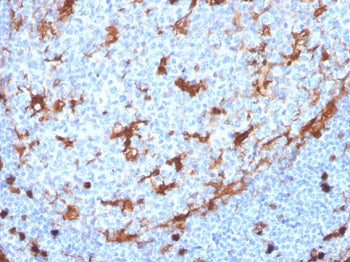 IHC staining of FFPE human tonsil with recombinant Annexin A1 antibody (clone ANXA1/3869R). HIER: boil tissue sections in pH 9 10mM Tris with 1mM EDTA for 10-20 min and allow to cool before testing.