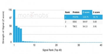Analysis of a HuProt(TM) microarray containing more than 19,000 full-length human proteins using Secretogranin I antibody (clone CHGB/4560). Z- and S- Score: The Z-score represents the strength of a signal that a monoclonal antibody (in combination with a fluorescently-tagged anti-IgG secondary antibody) produces when binding to a particular protein on the HuProt(TM) array. Z-scores are described in units of standard deviations (SD's) above the mean value of all signals generated on that array.